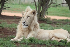 Lion-Park-126