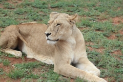 Lion-Park-128