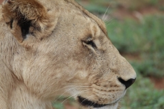 Lion-Park-129
