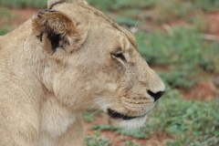 Lion-Park-130
