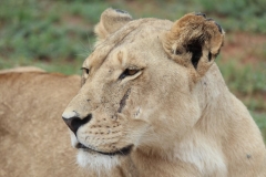 Lion-Park-131