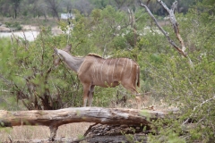 Kruger-1-036