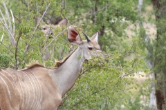 Kruger-1-038