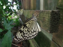 20090530 - Butterfly and Insect World