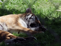 20100619 - Blair Drummond Safari Park