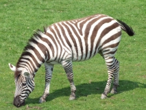 20110429 - Blair Drummond Safari Park