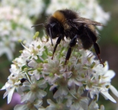 20110627 - Macro Shots