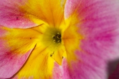 20120330 - Flowers