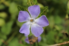 009