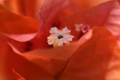 20120702 - Flower and Animal Park