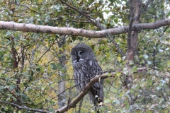 20121007 - Highland Wildlife Park