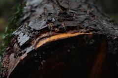 20121125 - Crombie Park
