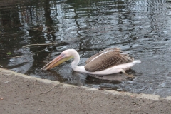 20130330 - Edinburgh Zoo