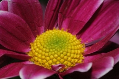 20130423 - Flowers
