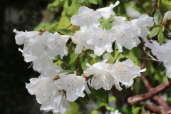 032
