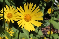 003