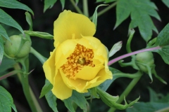 032