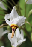 036