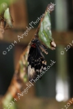 Butterfly-and-Insect-World-002