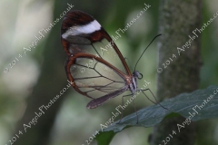 Butterfly-and-Insect-World-004