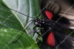 Butterfly-and-Insect-World-006