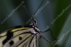Butterfly-and-Insect-World-007
