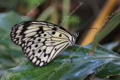Butterfly-and-Insect-World-008