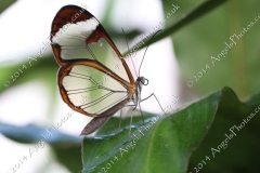 Butterfly-and-Insect-World-009