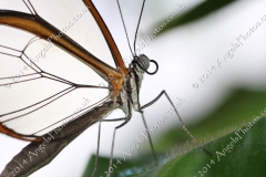 Butterfly-and-Insect-World-010