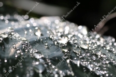 Butterfly-and-Insect-World-011