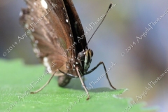 Butterfly-and-Insect-World-012