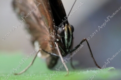 Butterfly-and-Insect-World-013