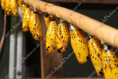 Butterfly-and-Insect-World-015