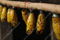 Butterfly-and-Insect-World-016