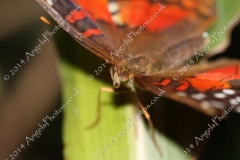 Butterfly-and-Insect-World-017