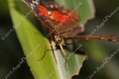 Butterfly-and-Insect-World-018
