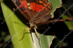 Butterfly-and-Insect-World-019