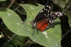 Butterfly-and-Insect-World-020