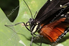 Butterfly-and-Insect-World-021