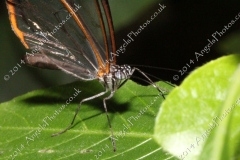 Butterfly-and-Insect-World-022