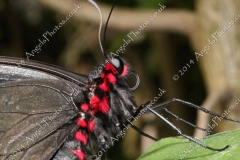 Butterfly-and-Insect-World-023