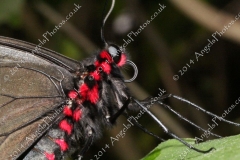 Butterfly-and-Insect-World-024