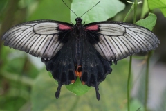 20140315 - Butterfly and Insect World