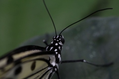 Butterfly-and-Insect-World-002