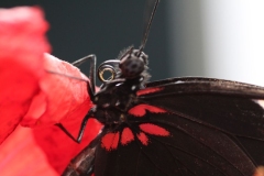 Butterfly-and-Insect-World-006