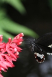 Butterfly-and-Insect-World-011