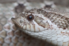 Butterfly-and-Insect-World-014