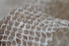 Butterfly-and-Insect-World-015