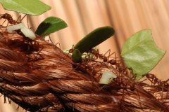 Butterfly-and-Insect-World-017