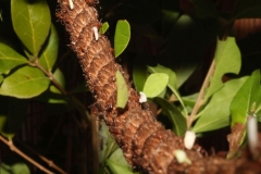 Butterfly-and-Insect-World-018